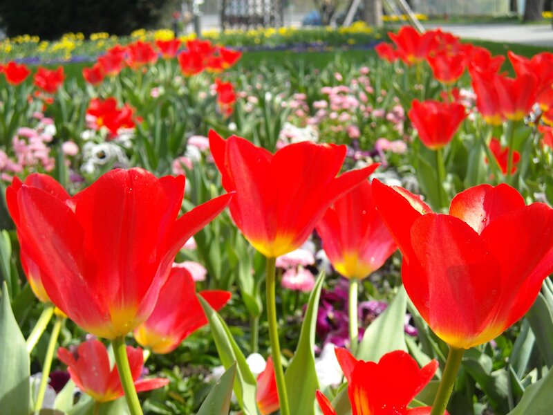 Red tulips in a garden