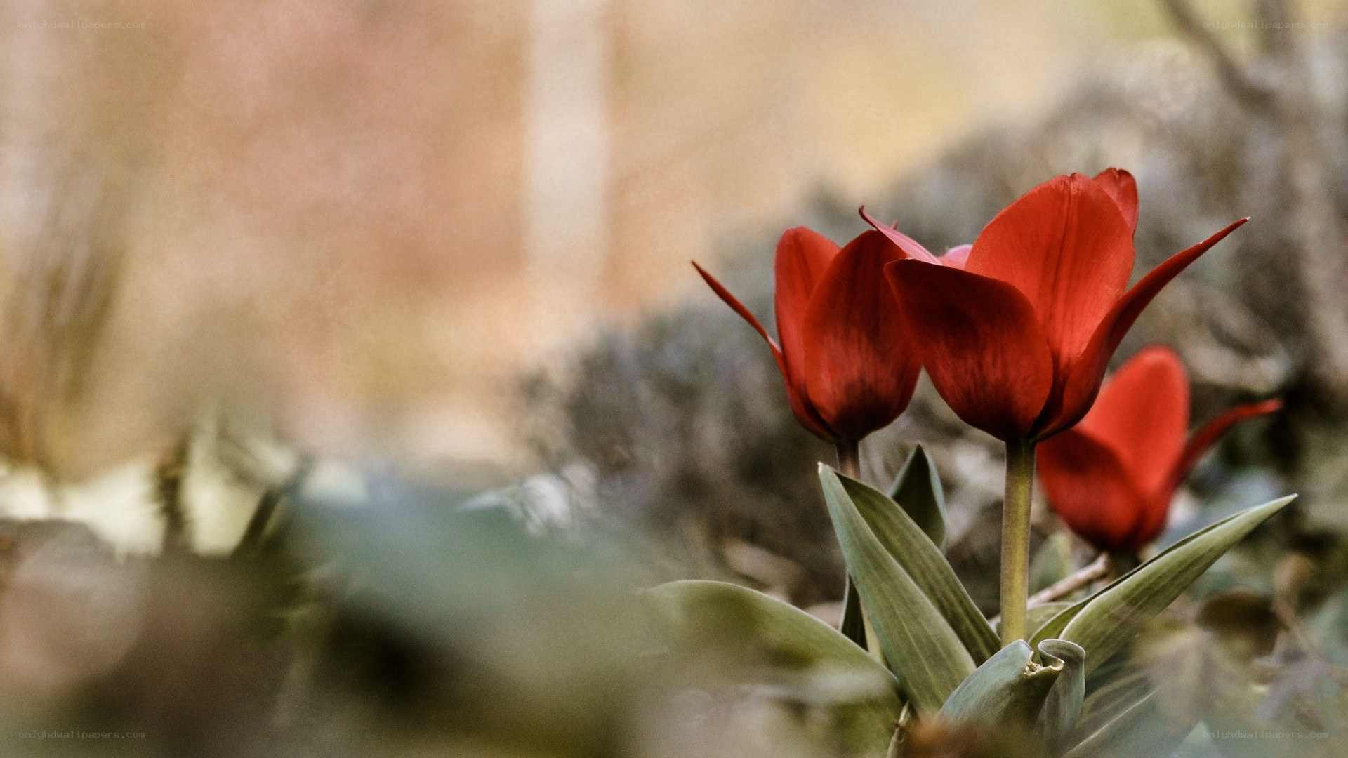 Red tulips in a garden