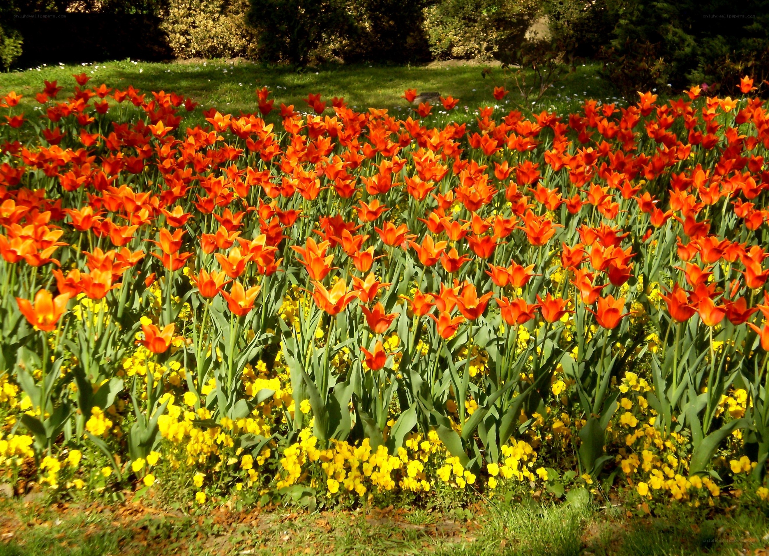 Red tulips in a garden