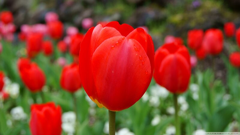 Red tulips in a garden