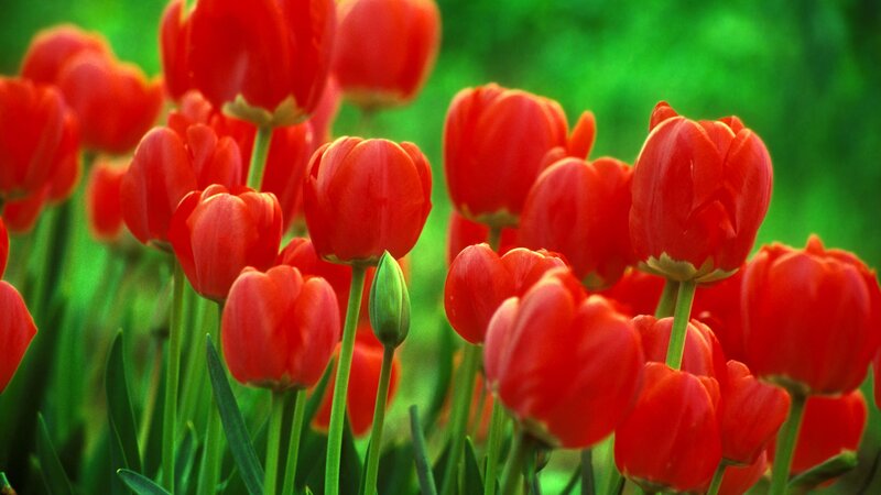 Red tulips in a garden