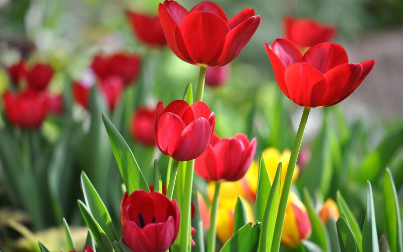 Red tulips in a garden