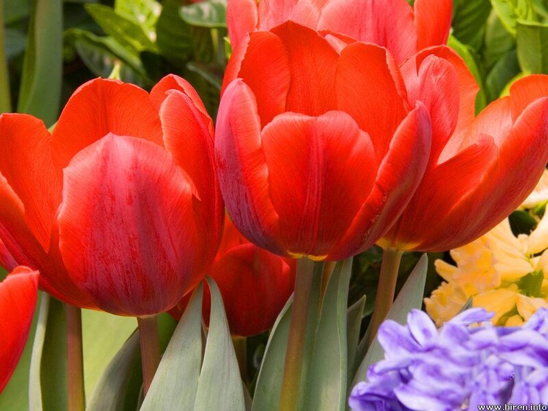 Red tulips in a garden