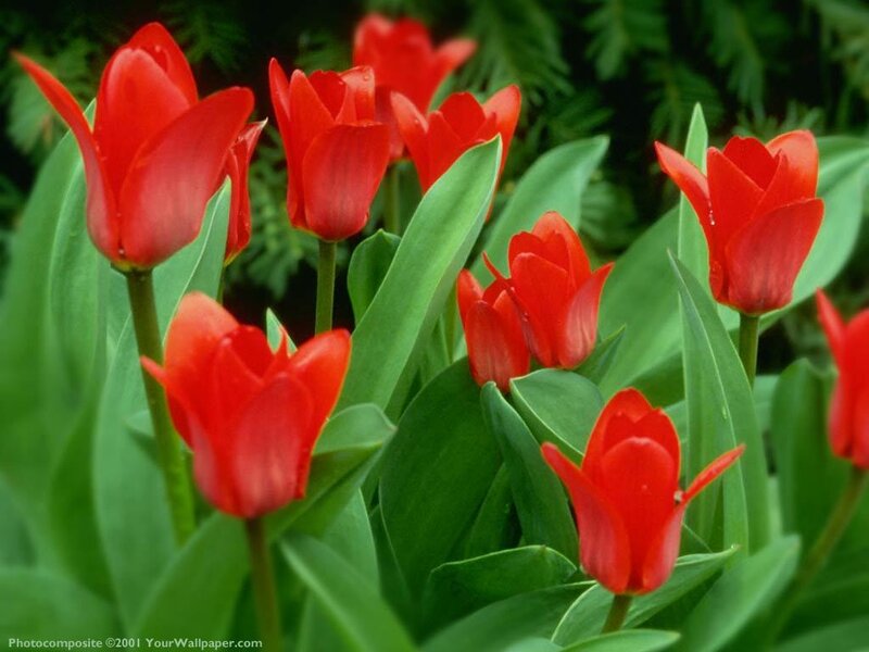 Red tulips in a garden