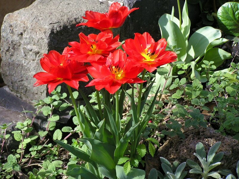 Red tulips in a garden