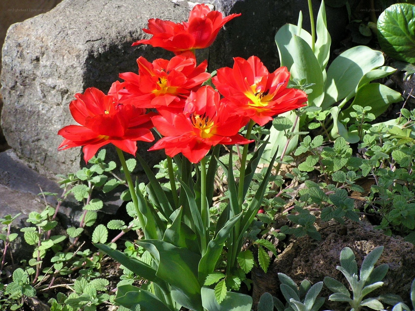 Red tulips in a garden