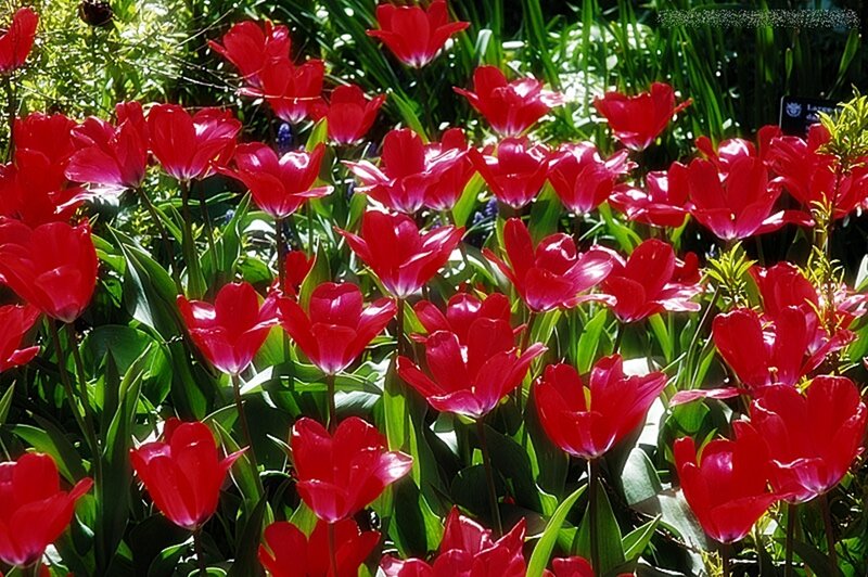 Red tulips in a garden