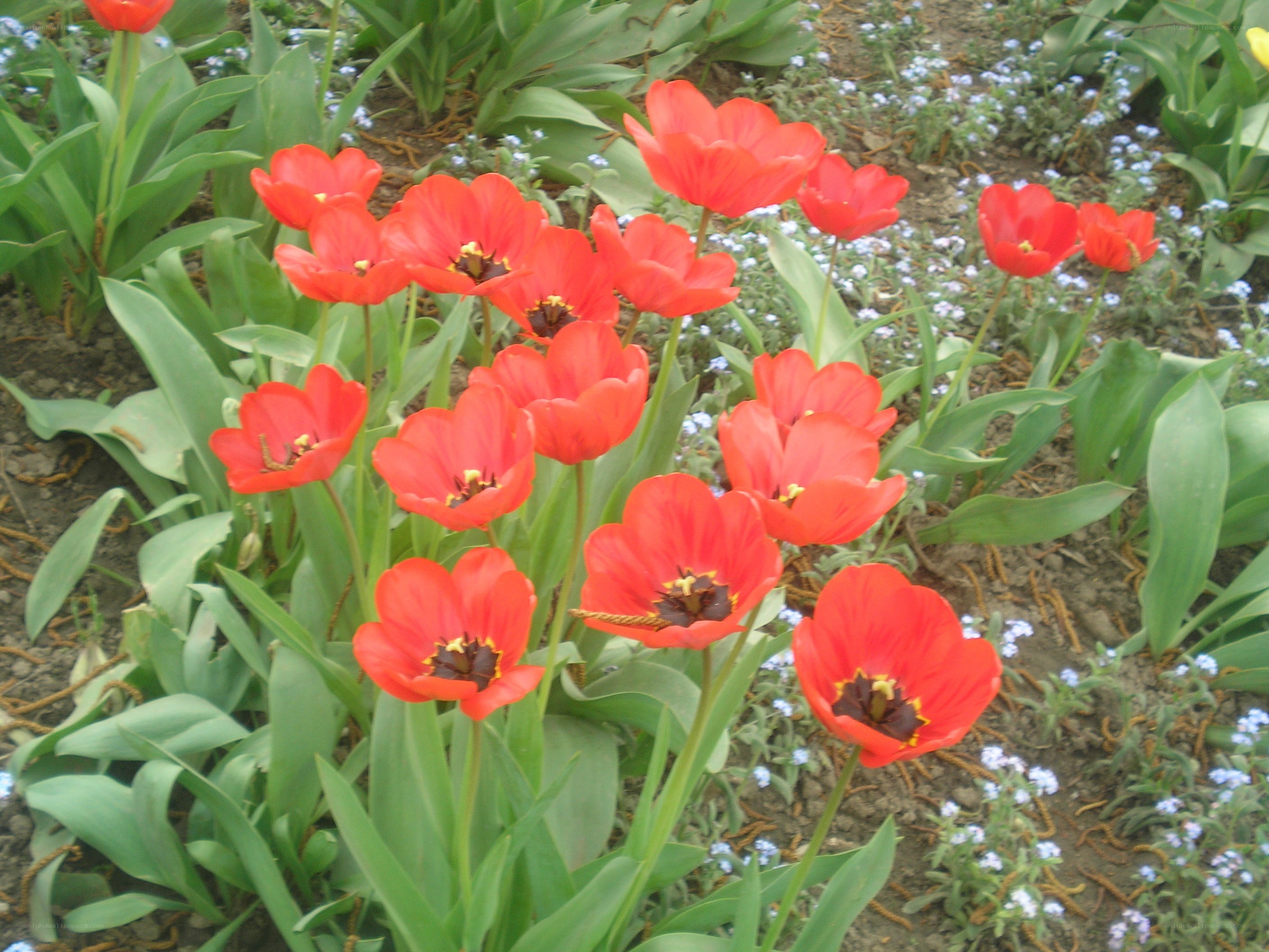 Red tulips in a garden