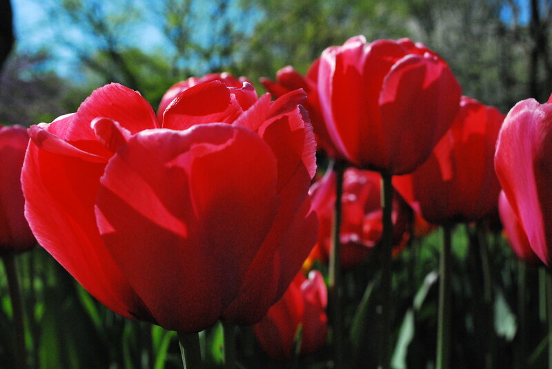 Red tulips in a garden