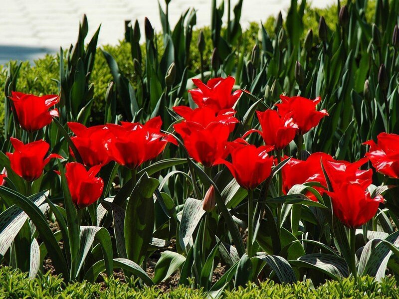 Red tulips in a garden