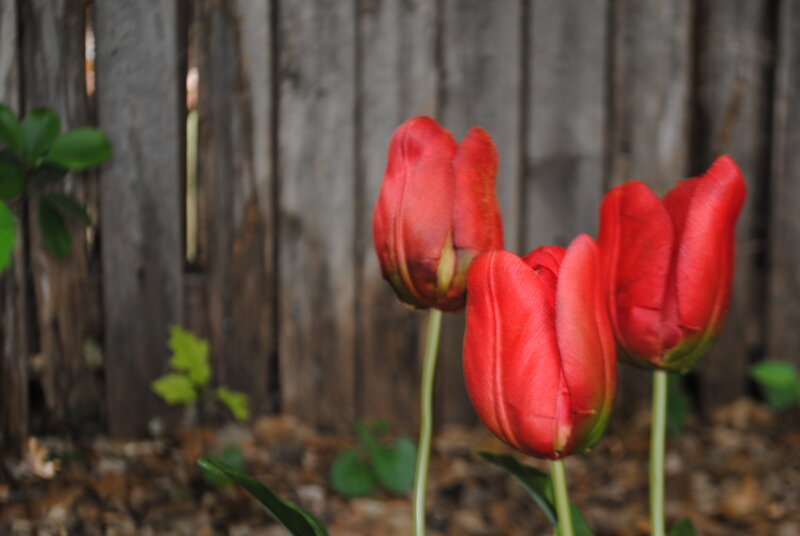 Red tulips in a garden