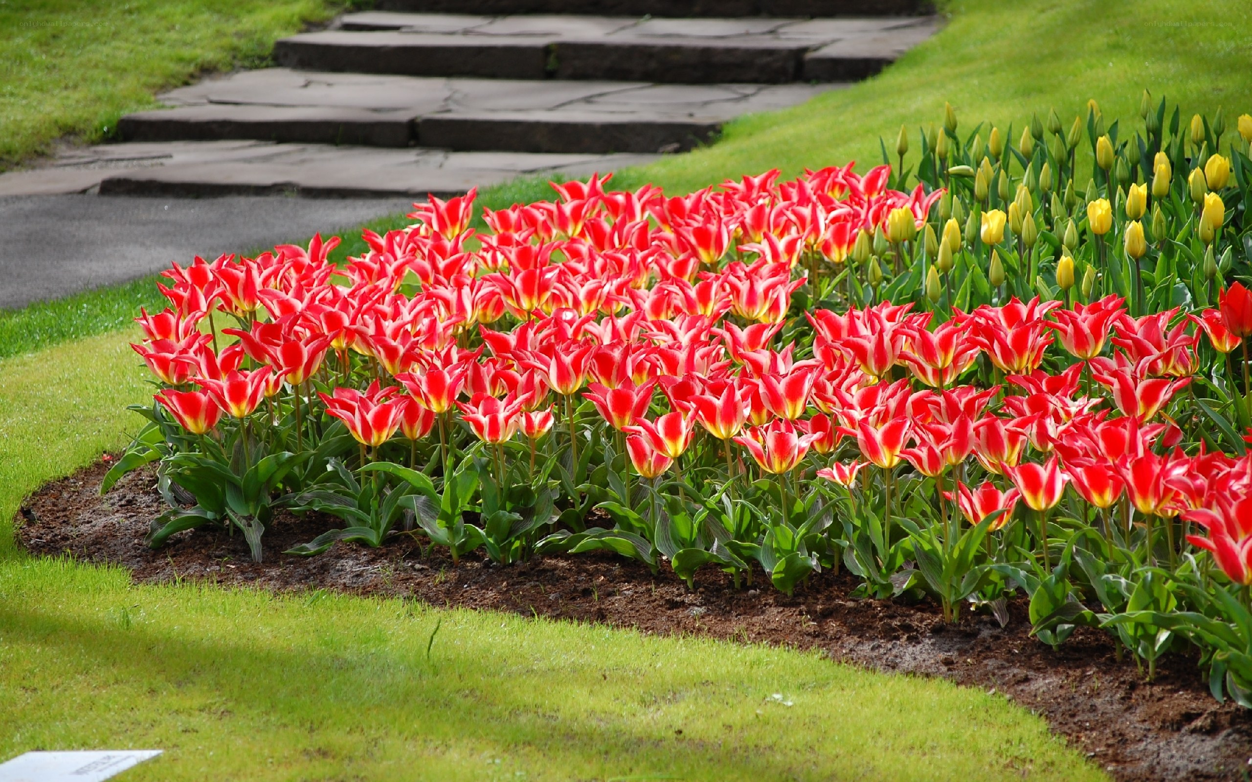 Red tulips in a garden bed