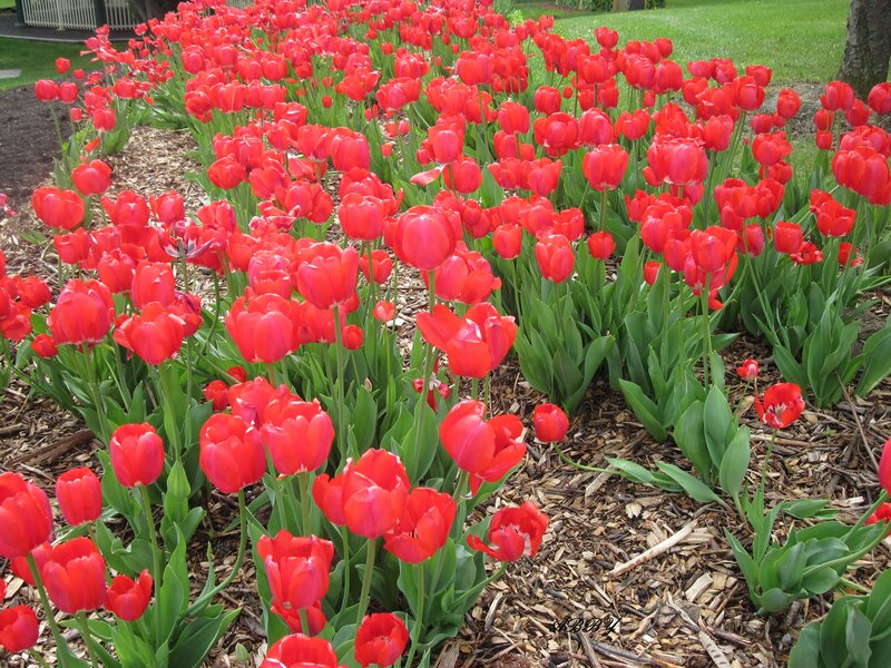 Red Tulips in a Garden — Calm