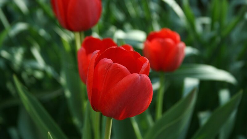 Red tulips in a garden