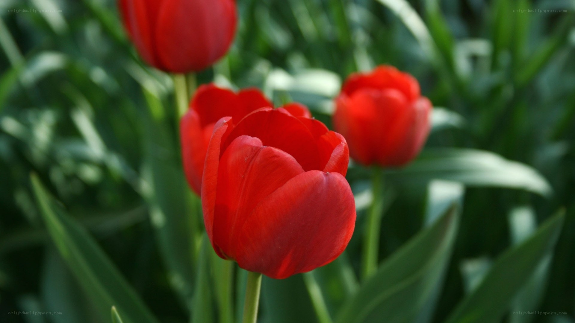 Red tulips in a garden