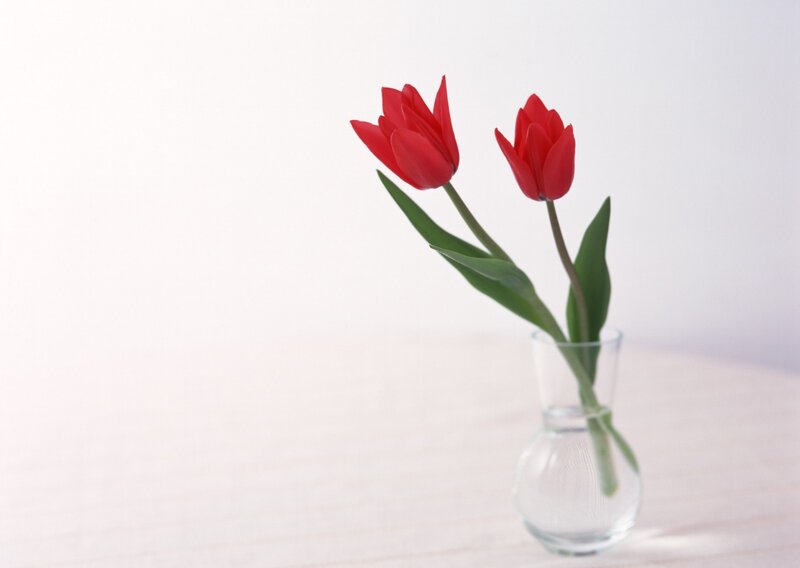 Red tulips in a glass vase