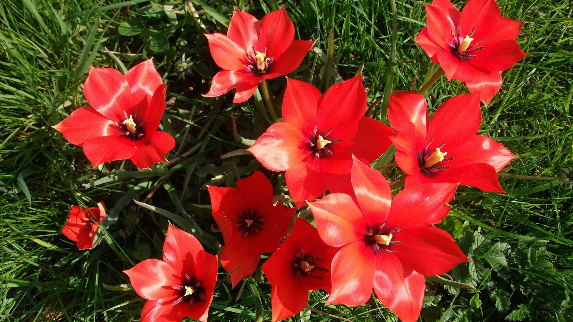 Red tulips in a grassy field