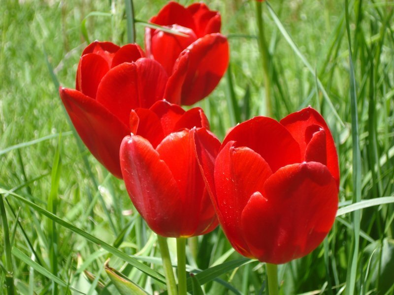 Red tulips in a grassy field