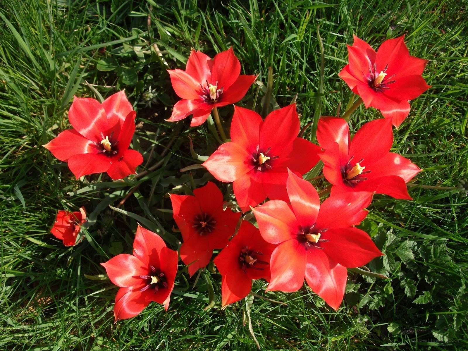 Red tulips in a grassy field