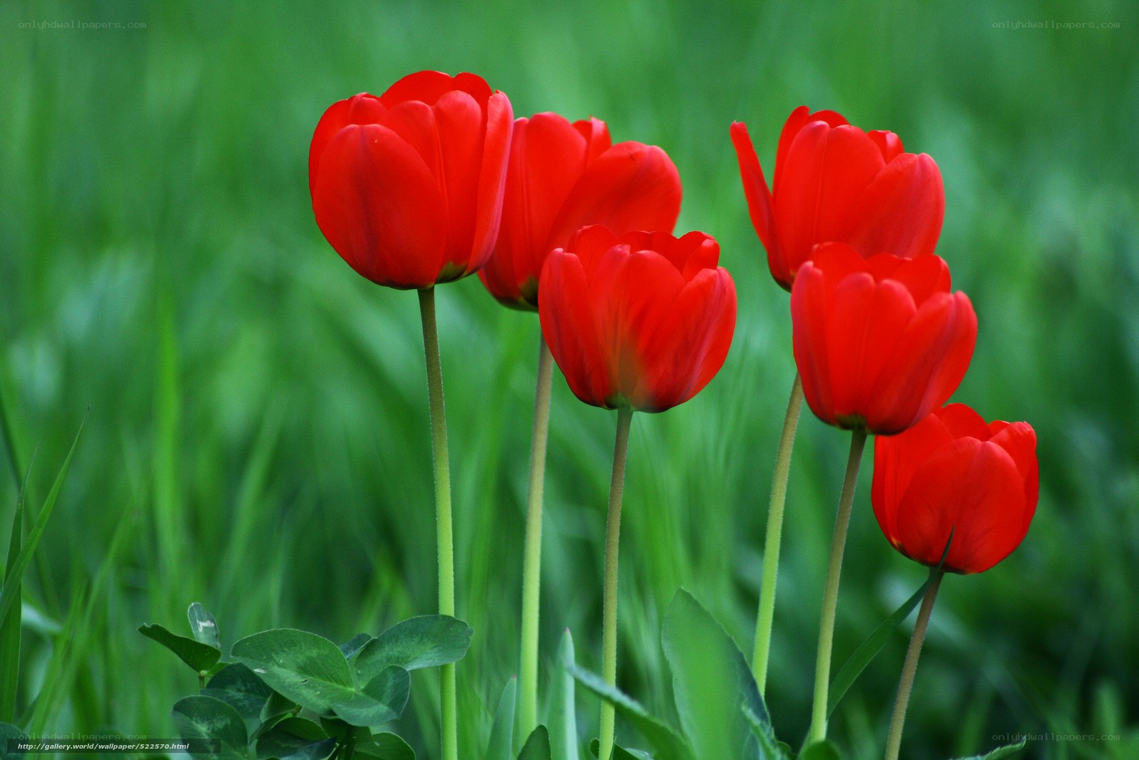 Red tulips in a green field