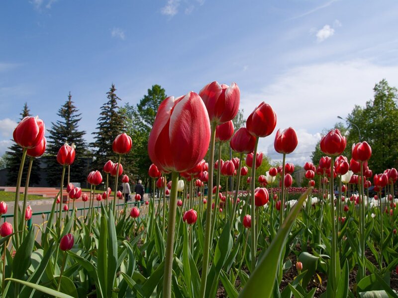 Red tulips in a park