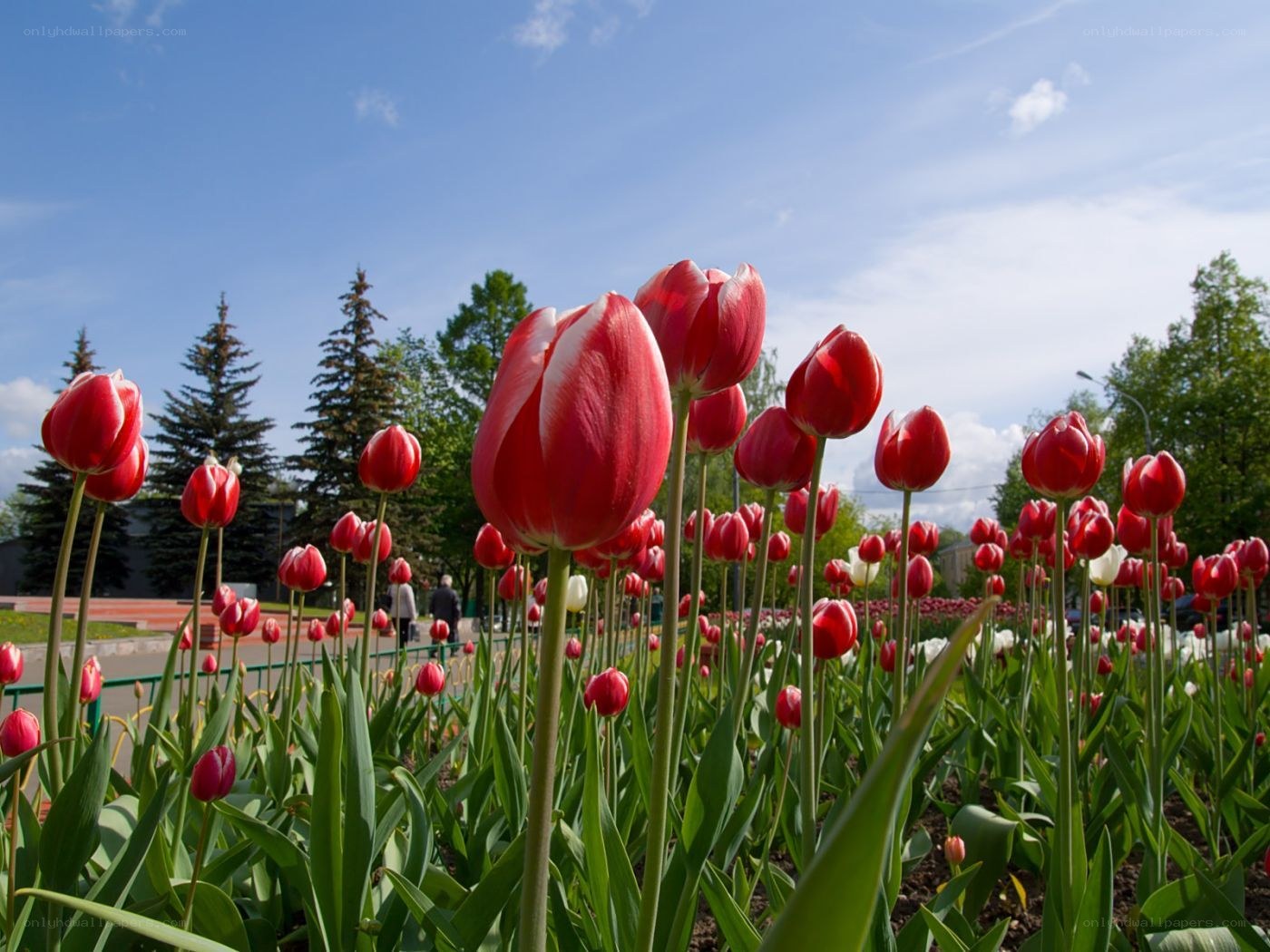 Red tulips in a park