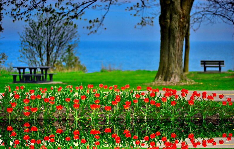 Red Tulips in a Park — Serene