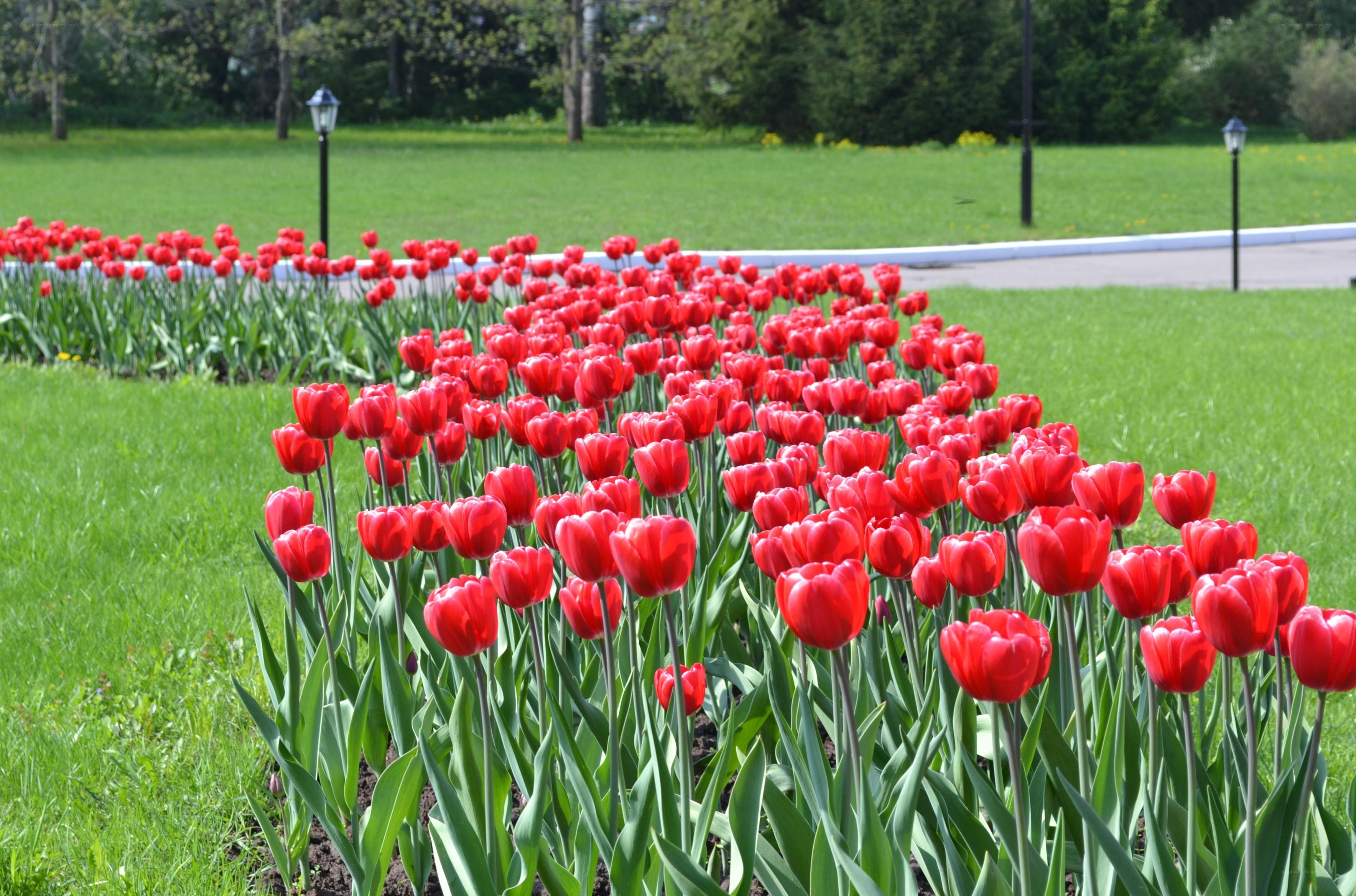 Red tulips in a park