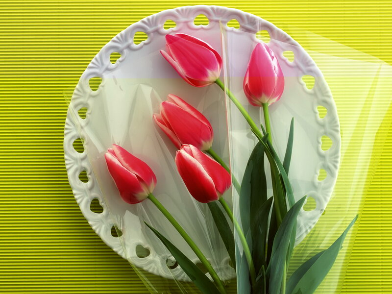 Red Tulips in a Plate
