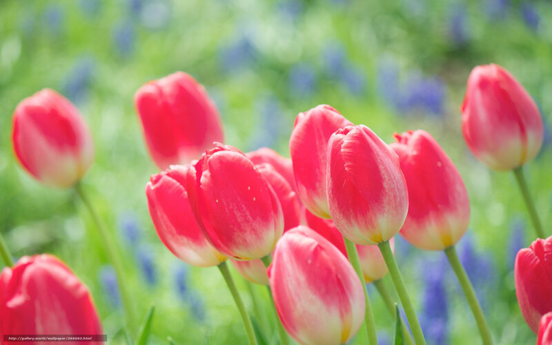 Red tulips in a spring field