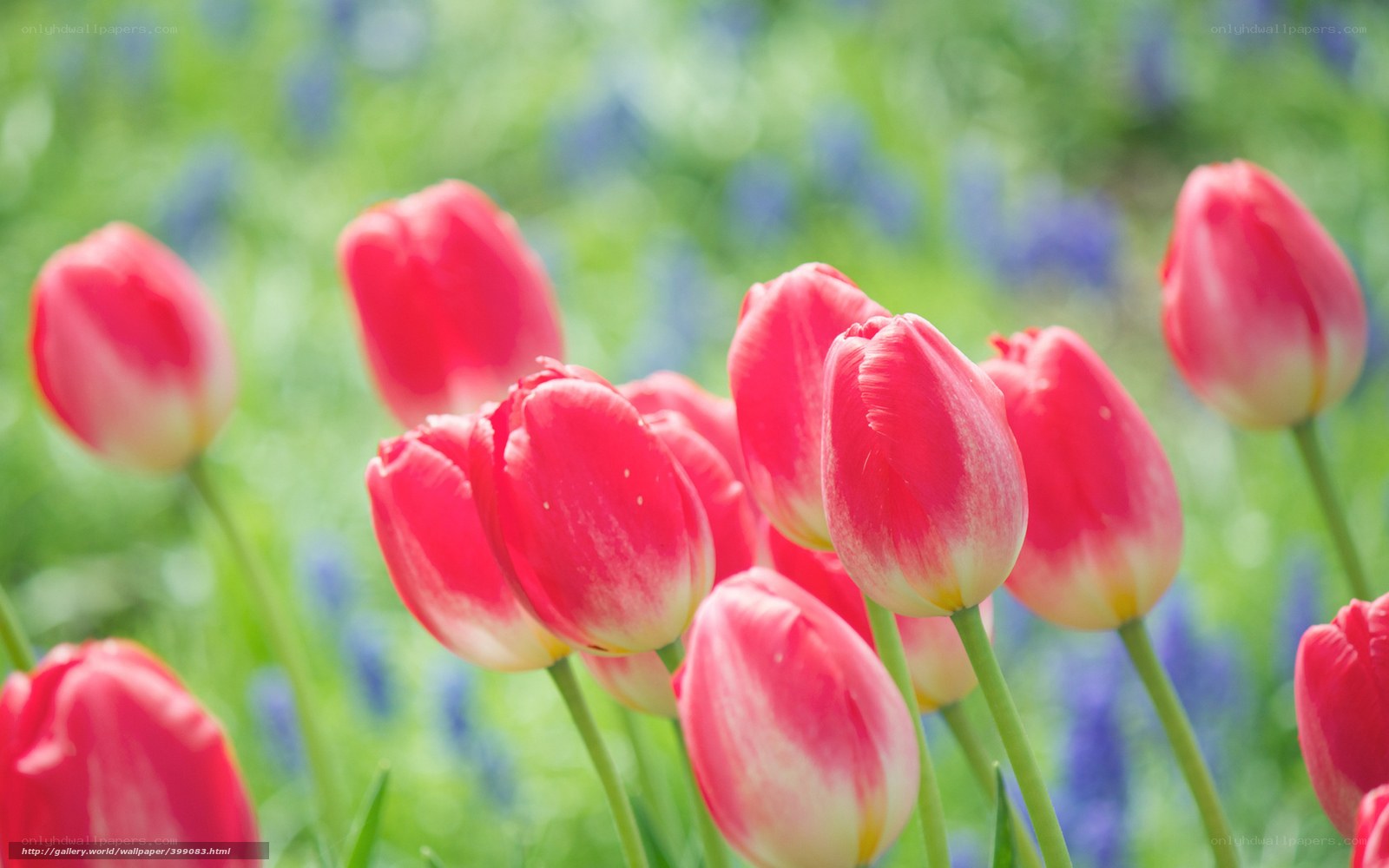 Red tulips in a spring field