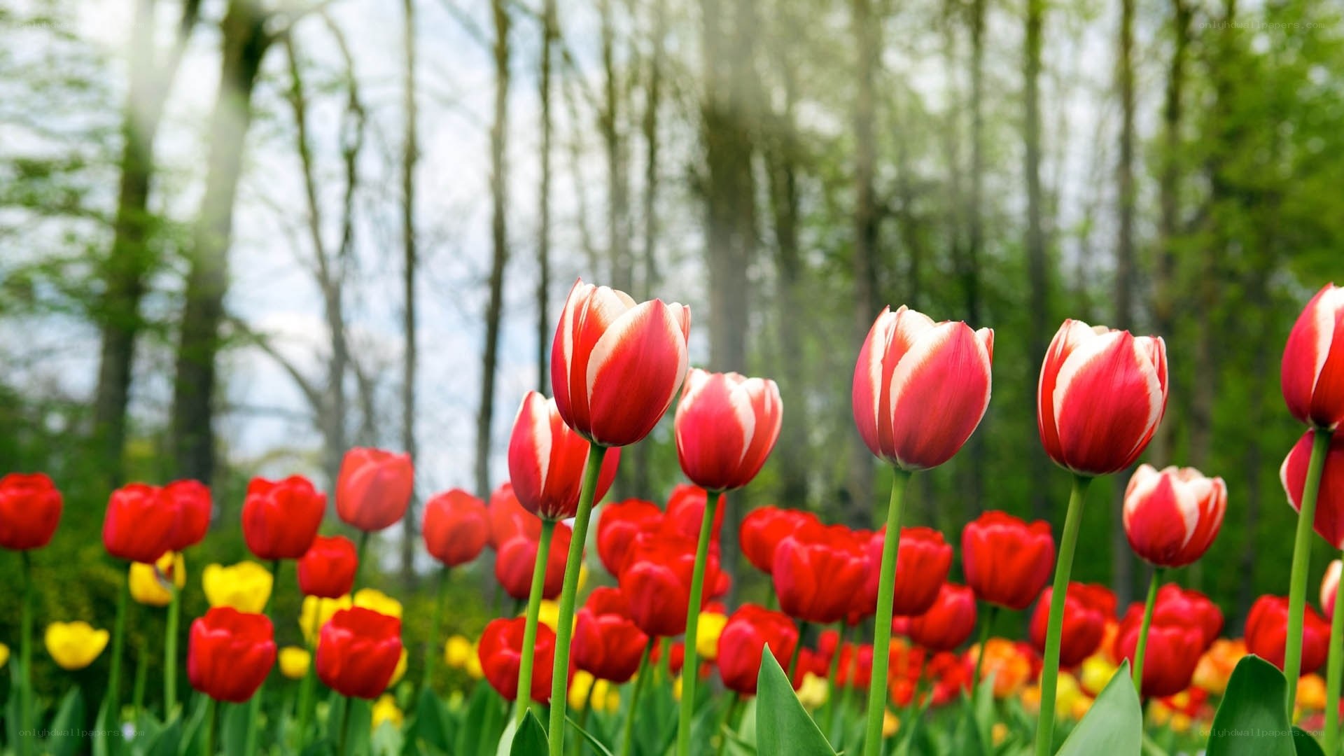 Red tulips in a spring garden
