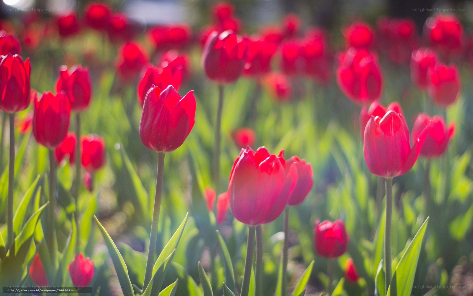 Red tulips in a sunny field