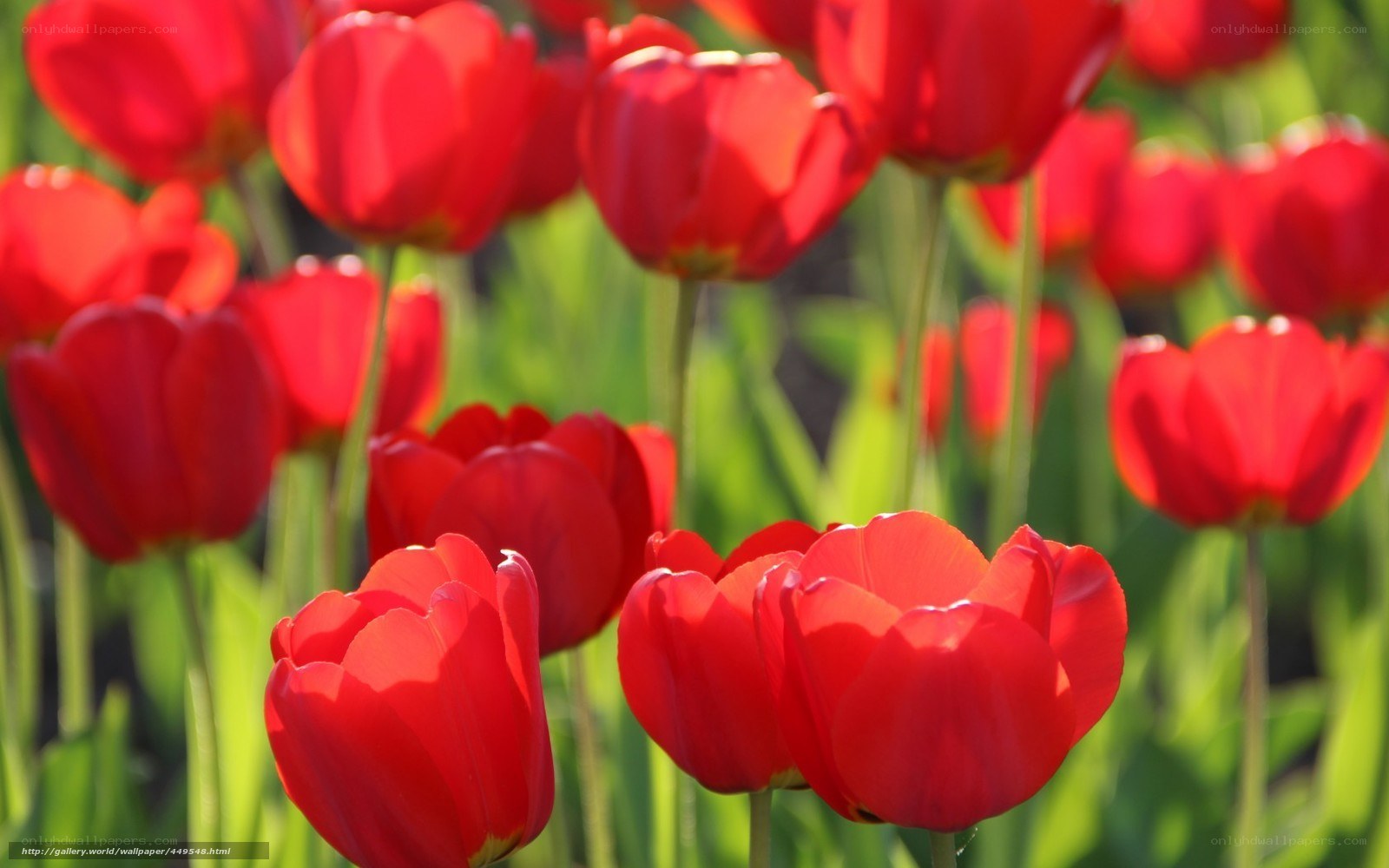 Red tulips in a sunny field