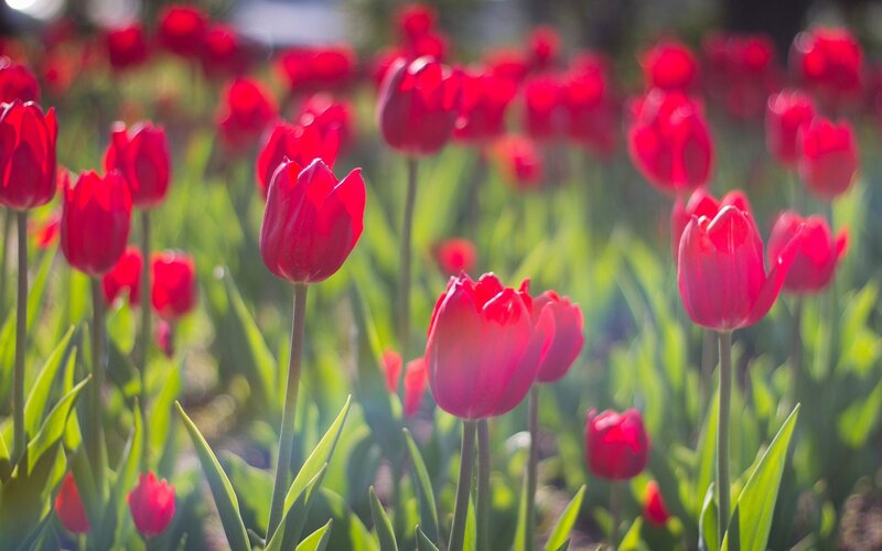 Red tulips in a sunny field