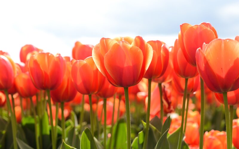 Red tulips in a sunny field