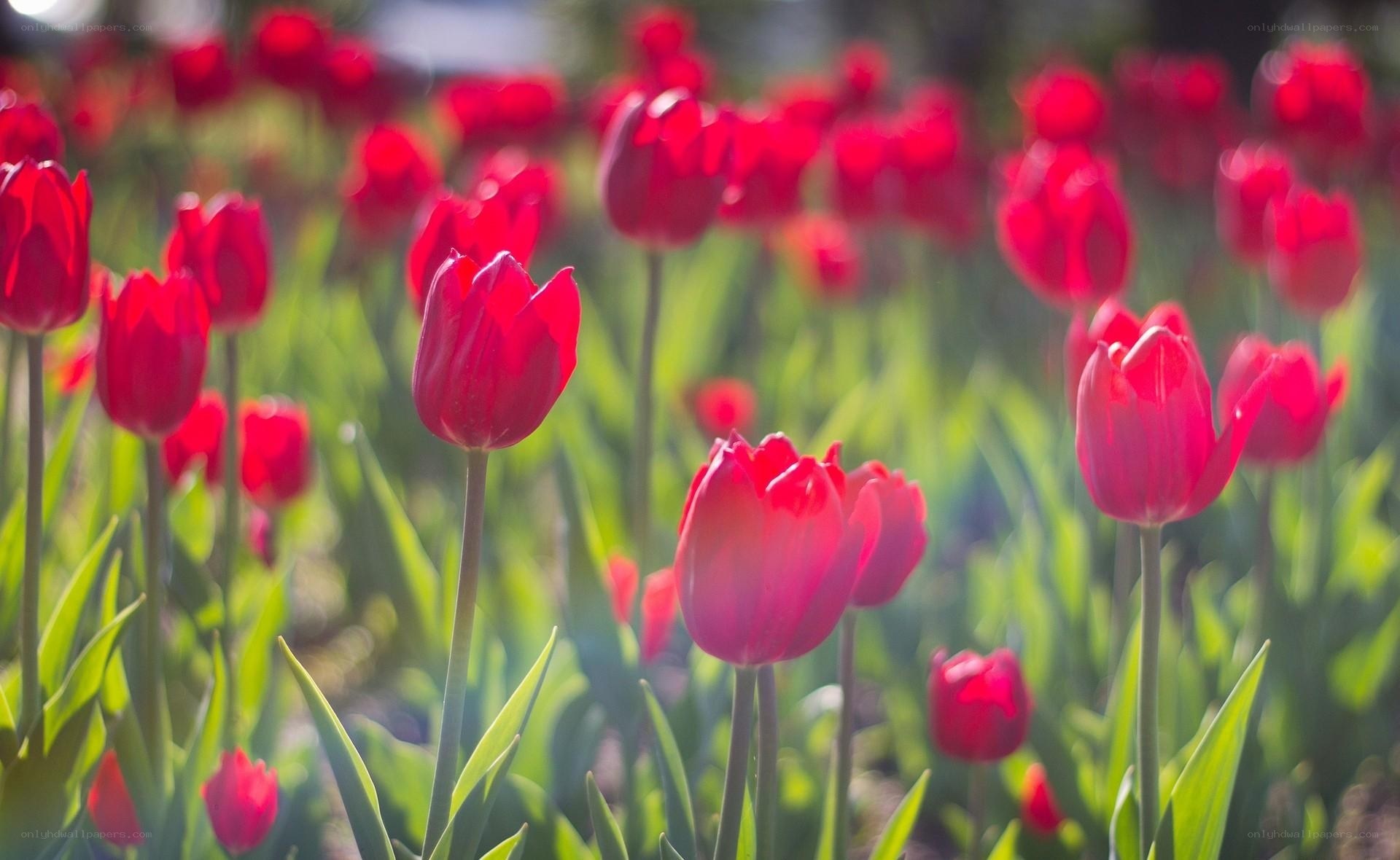 Red tulips in a sunny field
