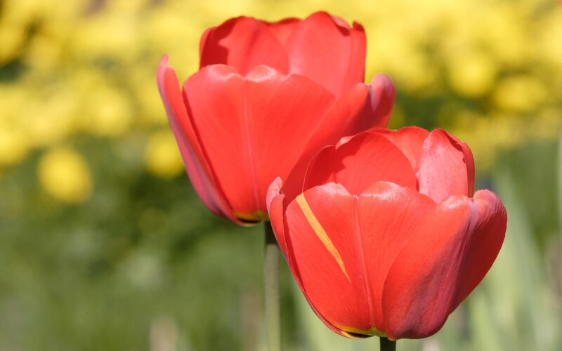 Red tulips in a sunny garden