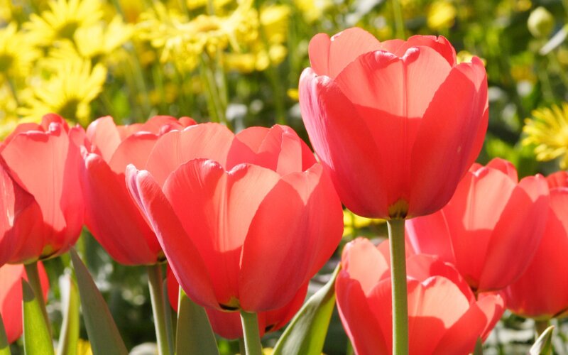 Red tulips in a sunny garden