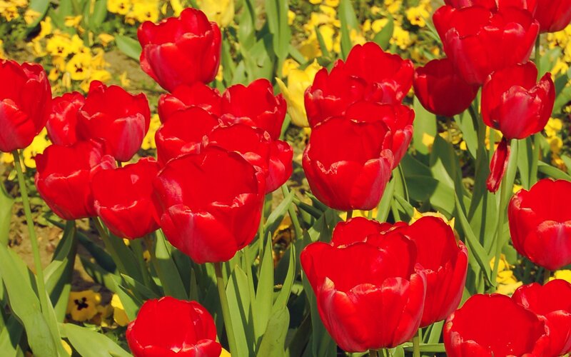 Red tulips in a sunny garden