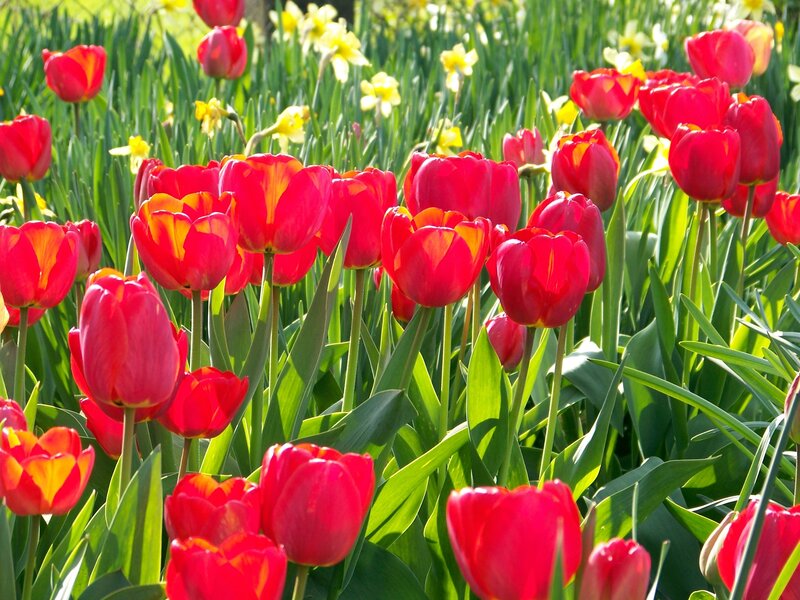 Red tulips in a sunny garden