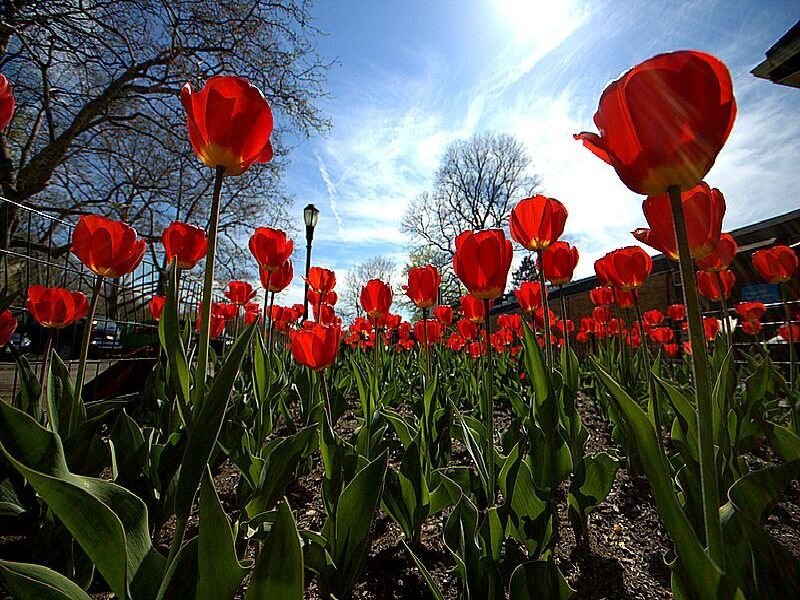Red tulips in a sunny garden