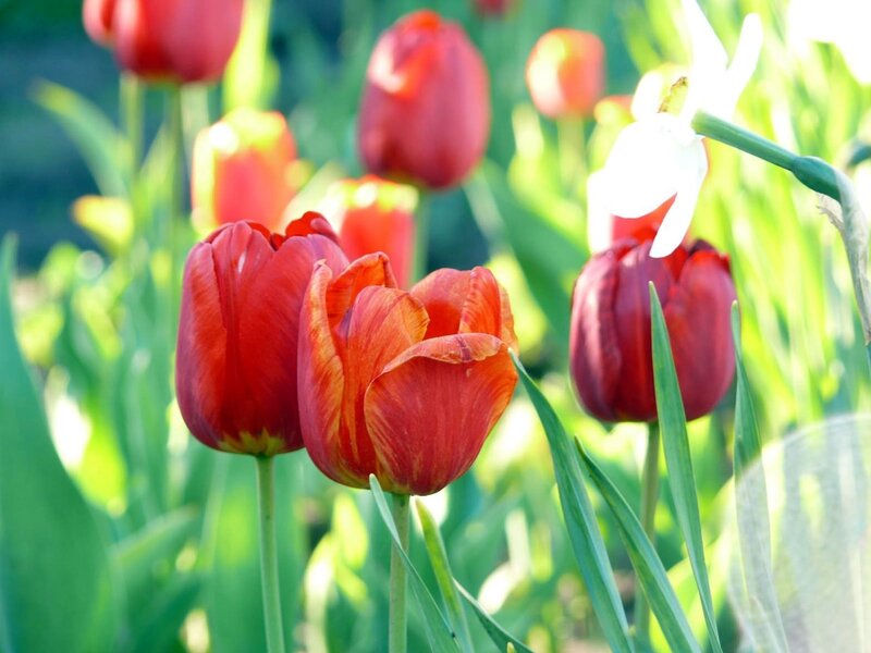 Red tulips in a sunny garden