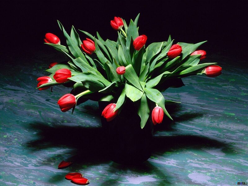 Red tulips in a vase