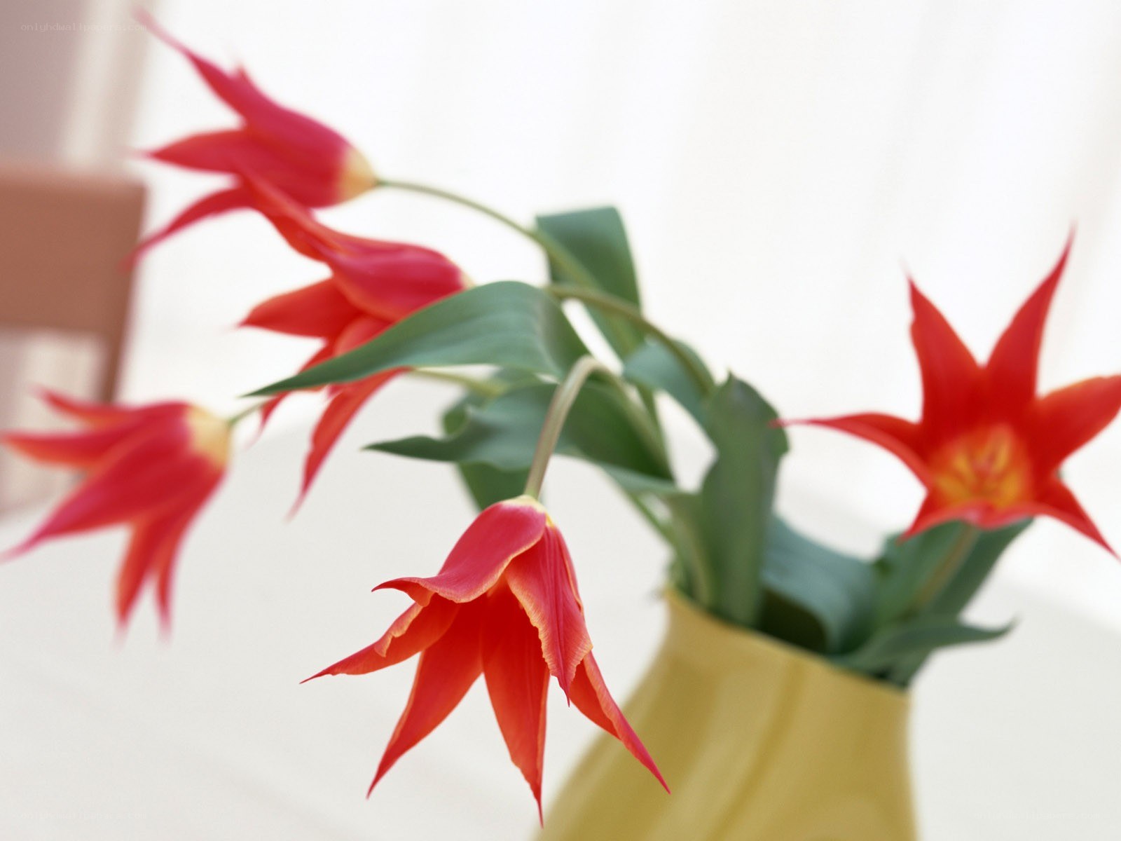 Red tulips in a vase
