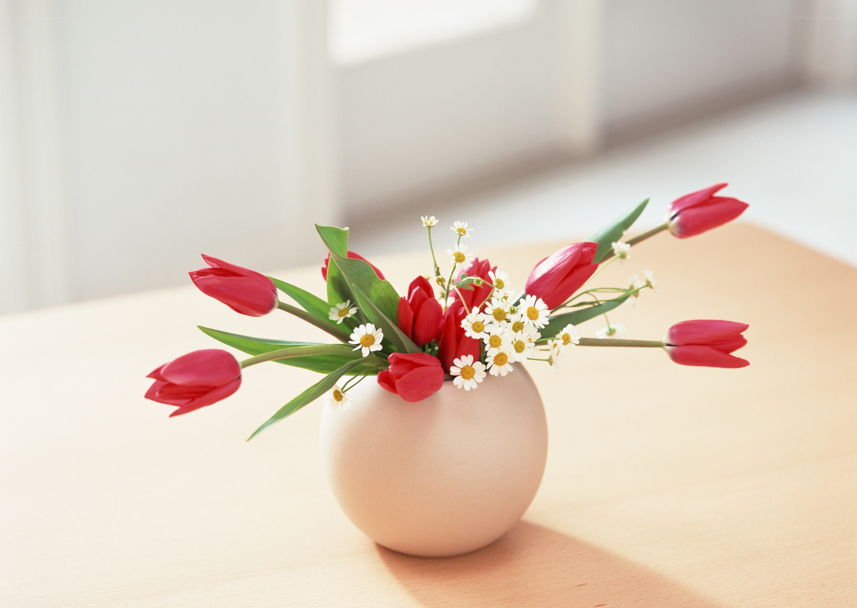 Red tulips in a vase