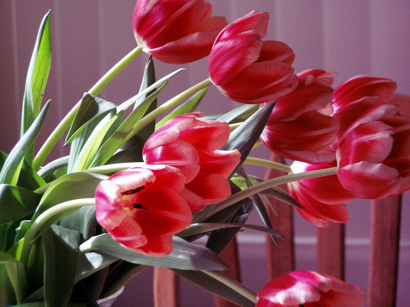 Red Tulips in a Vase — Calm, Photograph, Green Leaves, Wooden Chair