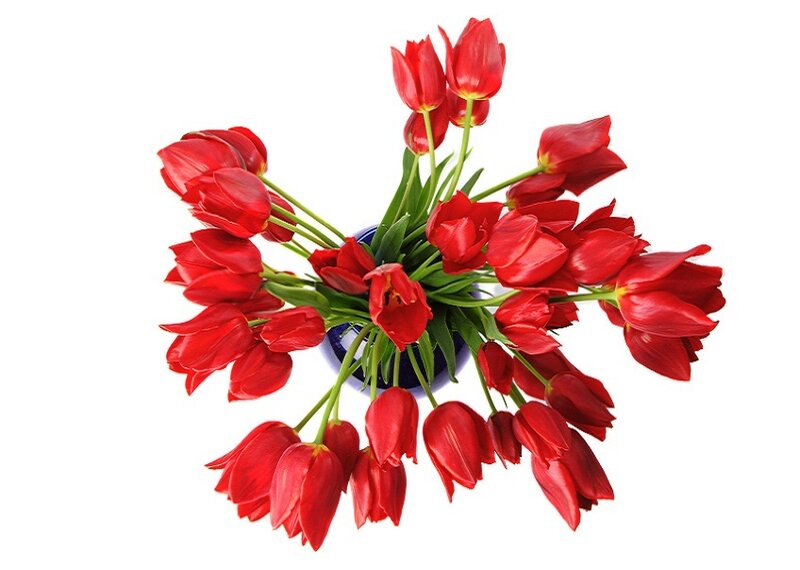 Red Tulips in a Vase — Calm, Photograph
