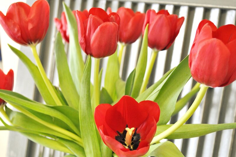Red Tulips in a Vase — Calm, Spring