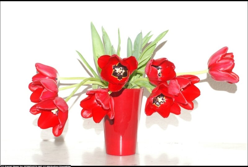 Red Tulips in a Vase — Calm